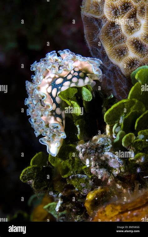 Lettuce Leaf Sea Slug Nudibranch Underwater With Hard Coral And Green