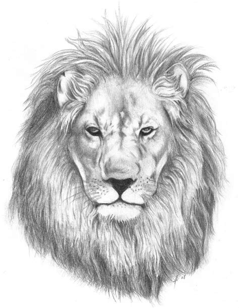 Draw an angeled big oval for the body, above that little left draw a circle for the head. Lion Face Drawing at PaintingValley.com | Explore ...