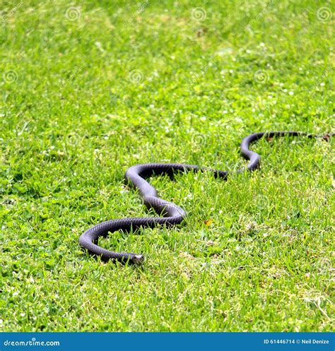 Black Snake Out In The Grass Stock Photo Image Of Herpetology