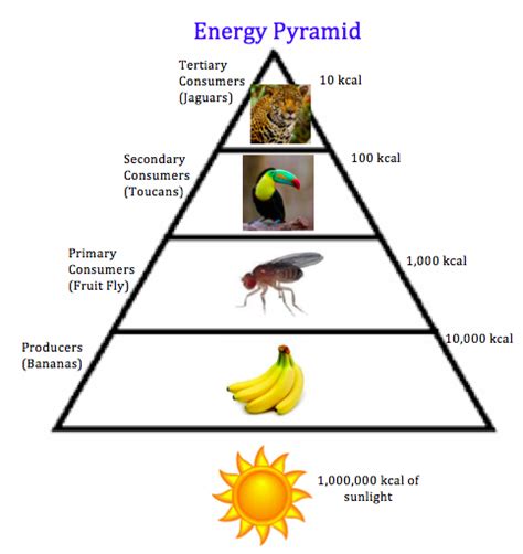 Energy Pyramid Tropical Rainforest