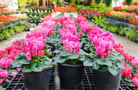 Easy Instructions On How To Care For Cyclamen Houseplant
