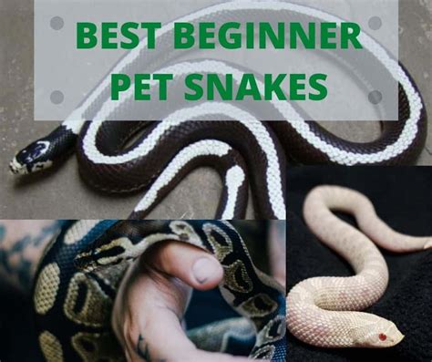 7 Best Beginner Pet Snakes Key Facts 10 Photos Happyserpent