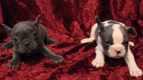 Chi chi bulls is very proud to present a beautiful black and tan merle female and the stunning pied male. Blue pied french bulldog puppies for sale - YouTube