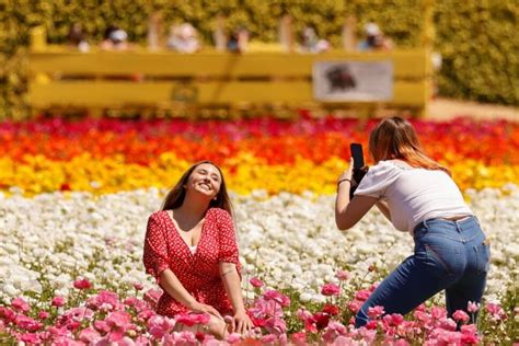 Californias Carlsbad Flower Fields Welcome Visitors With Full Blooms