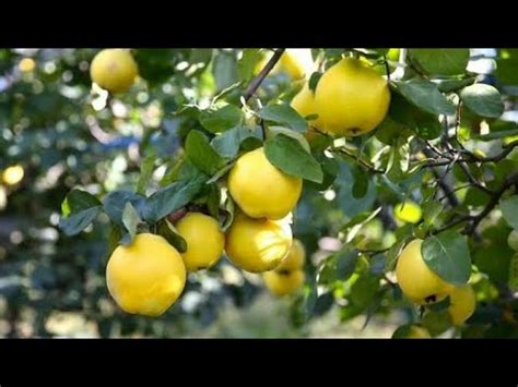 Ayva Hangi Mevsimde Yetişir? - YouTube