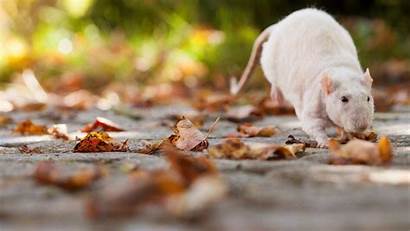 Wallpapers Rat Mouse Ratatouille Rats Autumn Season