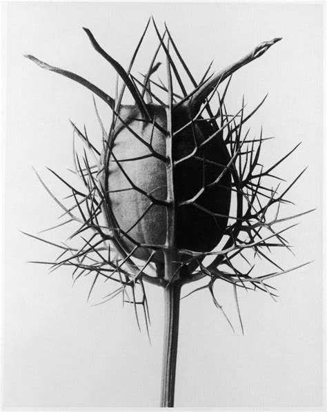 1000 Images About Karl Blossfeldt Photographer On