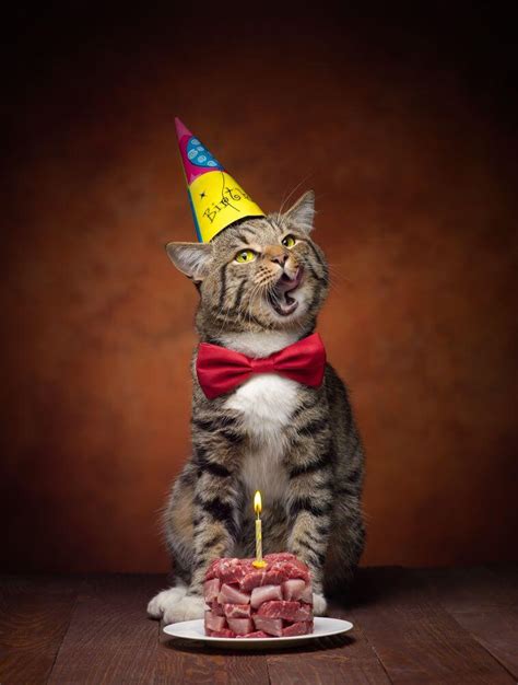 A Cat Wearing A Birthday Hat And Bow Tie Sitting In Front Of A Piece Of