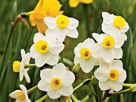 Daffodil Narcissus Jonquil Narcissus Southern Living
