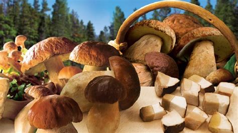 Funghi porcini, un gusto prelibato per tutte le tavole | italiani.it