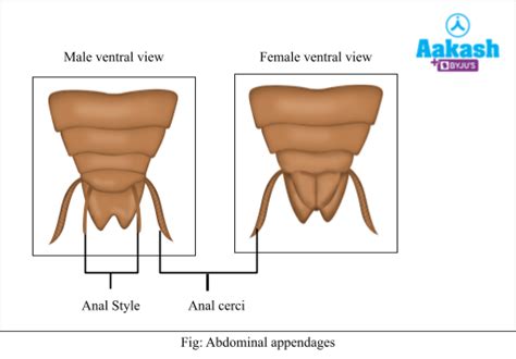 Morphology Of Cockroach Head Thorax And Abdomen Biology Aakash Aesl