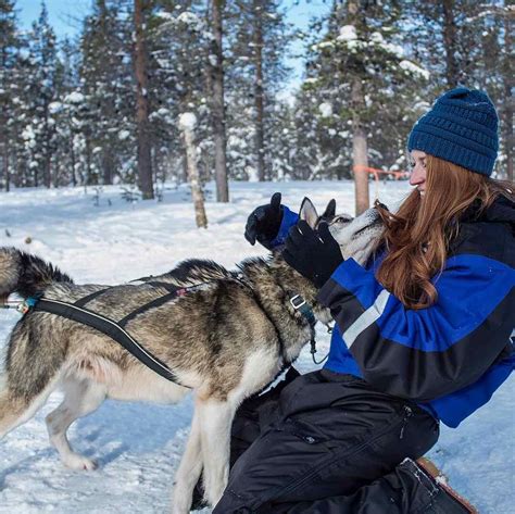 Dog Sledding In Finland Ethical Husky Safaris In Finland