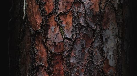 Wallpaper Texture Wooden Bark Macro Tree Xfxwallpapers