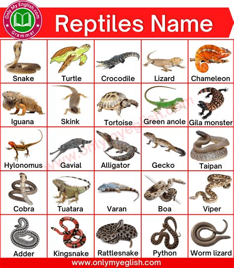 Reptiles Animals Name List With Pictures
