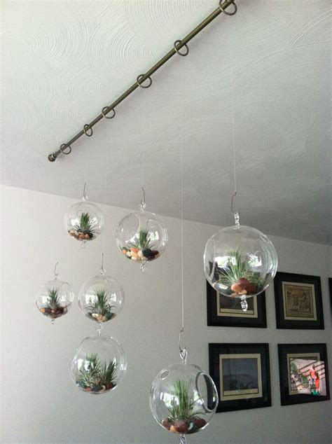 10 Hanging Plants From Ceiling Ideas