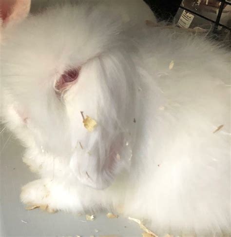 Albino Lion Head Mini Lop Rabbit For Sale In Southampton Hampshire