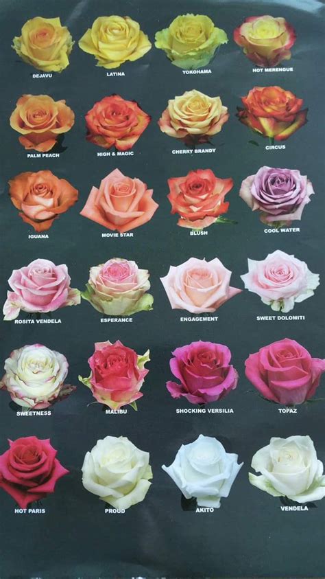 Tipos De Rosas Types Of Roses Flower Meanings Flower Chart