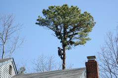 In 1986, charleys redefined the philly cheesesteak. Tree Removal Melrose, MA - Melrose Town Guide