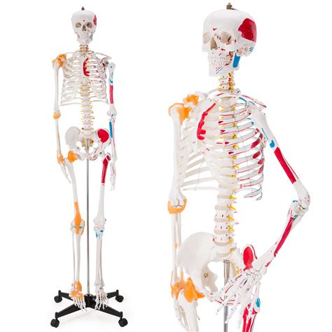 Ultrassist Human Skeleton Model Life Size Anatomical Skeleton Replica
