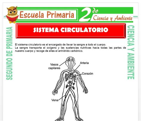 Aparato Circulatorio Nivel Primaria Ciclo Escolar Kulturaupice