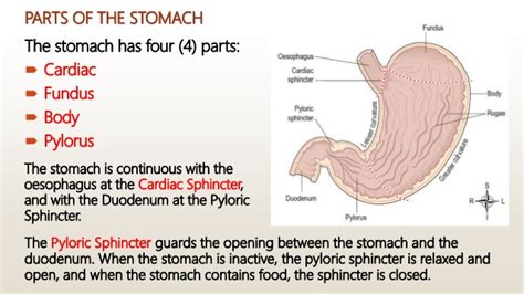 Anatomy Of The Digestive System