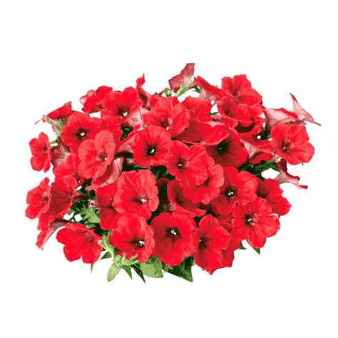 Sps Agro Products Petunia Super Cascade Rose Seeds