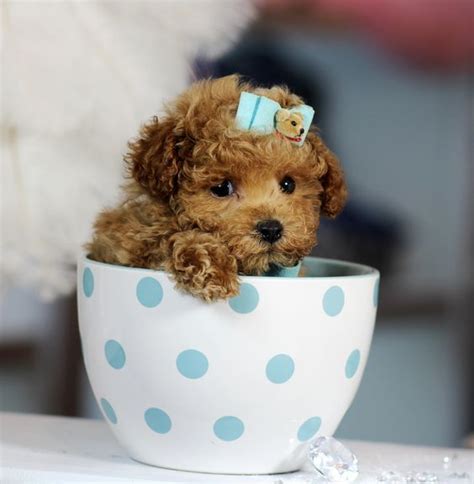 Teacup Puppies Dogtime Teacup Poodle Puppies Tea Cup Poodle Tea