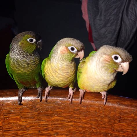 Cute Green Cheek Conures By Annie Gavin Pet Birds Conure Stock Images