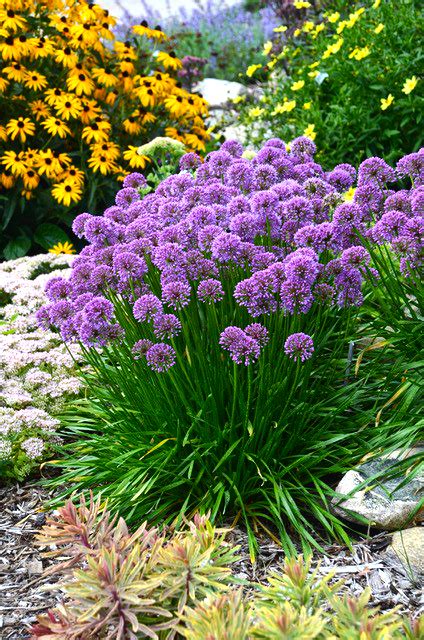 Long Blooming Perennials For The Northwest By The