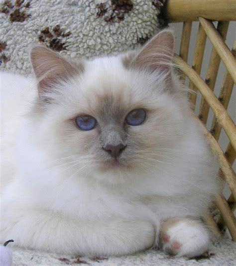 Five Exciting Parts Of Attending Birman Breeders In Virginia Birman