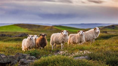 Icelandic Sheep © Pieter Tytgatgetty Images