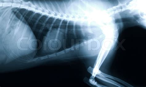 X Ray Thorax Of A Cat Stock Image Colourbox
