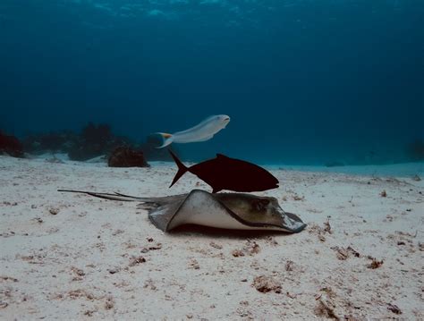 The Southern Stingray Is A Whiptail Stingray Found In Tropical And