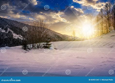 Trees On Snowy Meadow In Mountains At Sunset Stock Image Image Of