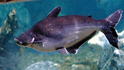 Ikan patin tidak mempunyai sisik dengan bentuk kepala yang relatif kecil. 20+ Umpan Ikan Patin Sungai, Liar, Danau, Kolam, Lomba, DLL
