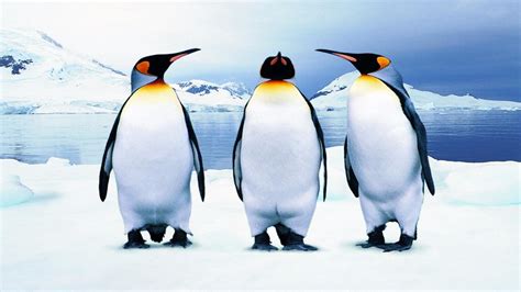 K Penguins Wallpapers High Quality Download Free