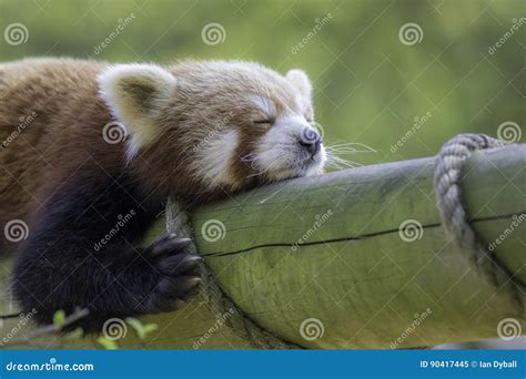 Close Up Of A Red Panda Sleeping Exhausted Cute Animal Stock Image
