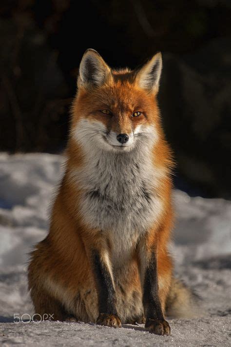 Red Fox By Fero Gomboš On 500px Fuchs Fox Pups Pet Fox Fox Dog