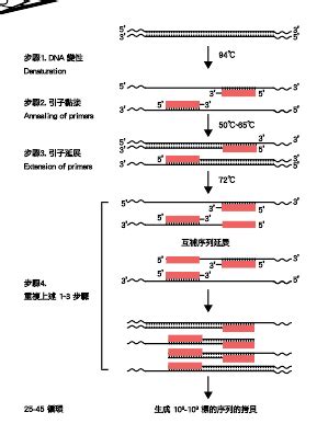 Pcr is based on using the ability of dna polymerase to synthesize new strand of dna. 食品檢驗知多少 | 即時聚合酶鏈反應 Real-time PCR食品檢測 -台美檢驗