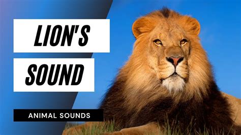 Lions Sound Angry Lion Sounds Animal Lions Roar Sound Effect Hq