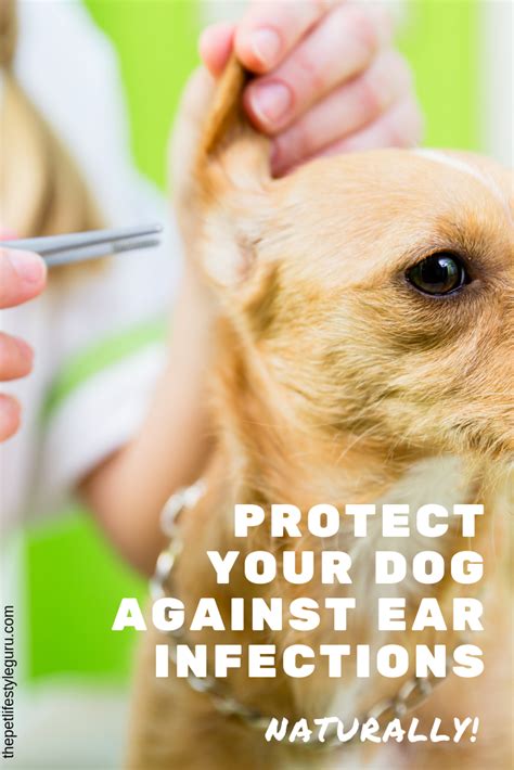 When the pet owner needs proper diagnosis, they will be requested to come with a detailed report of the dog's history. Want to learn how to protect your dog's ears against ear ...