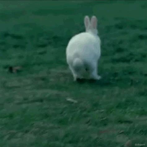 Hopping Bunnies S Find And Share On Giphy
