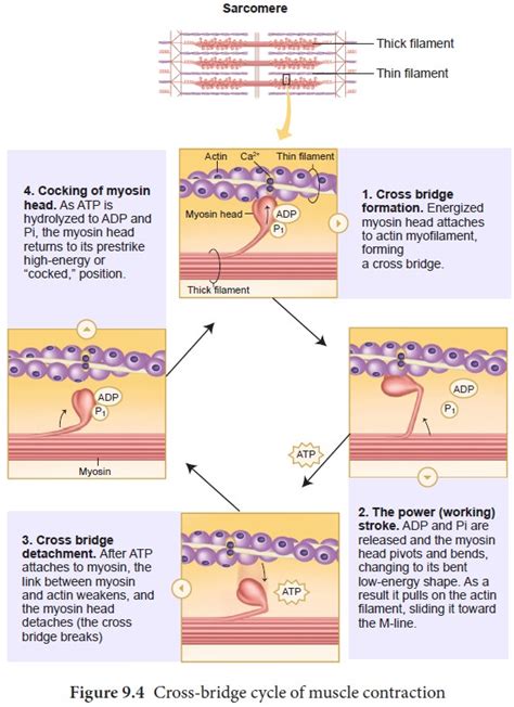 Mechanism Of Muscle Contraction