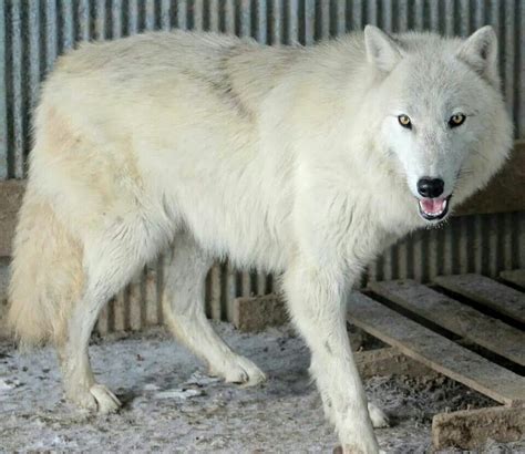 White Wolf Dog White Wolf Dog Wolf Dog Arctic Wolf