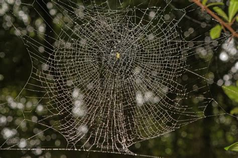 Spider Web With Dew Drops Entangled In Dry Grass Matheran In The
