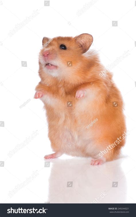 Syrian Hamster Standing Stock Photo 249244021 Shutterstock