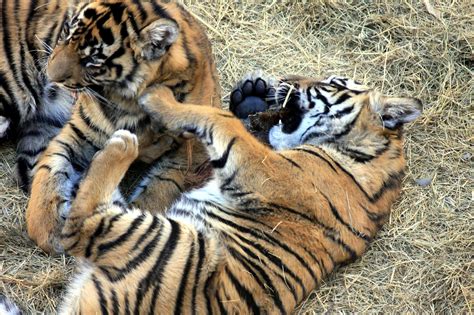 Free Picture Sumatran Tiger Cubs Animals