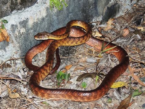Brown Tree Snake Central Qld Coast Landcare Network