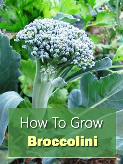 How To Grow Broccolini