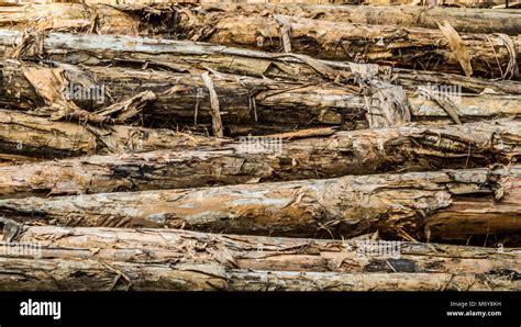 Stack Of Acacia Wood In The Log Yard Stock Photo Alamy